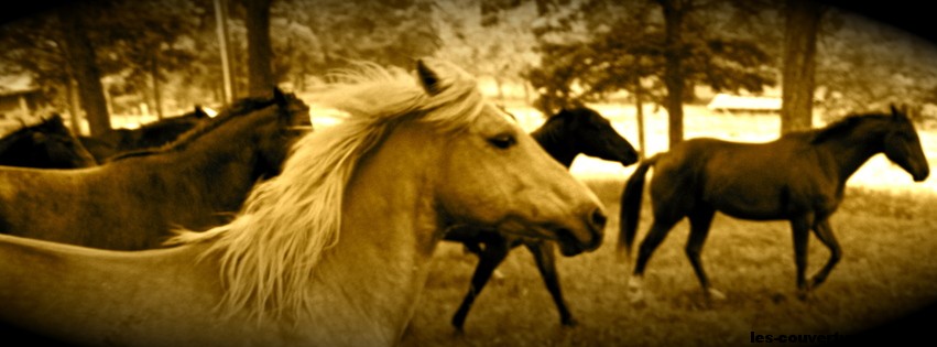 chevaux-photo-de-couverture-journal-facebook.jpg